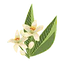 Fleur d'oranger