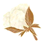 Vanille