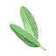 Gingembre