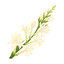 Tubéreuse
