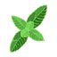 Menthe