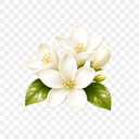 Fleur d'oranger