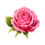 Rose de Turquie