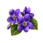 Violette